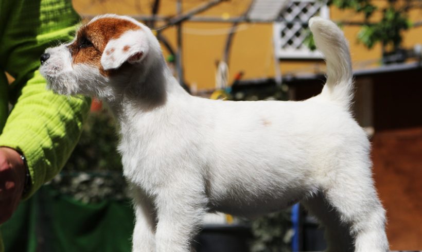 F2 O.C. delle Syrenuse – DISPONIBILE F2 O.C. delle Syrenuse – DISPONIBILE