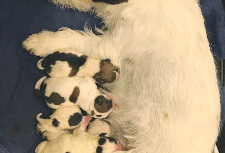 DISPONIBILE cucciolata lettera “P” 3 maschi e 3 femmine DISPONIBILE cucciolata lettera “P” 3 maschi e 3 femmine